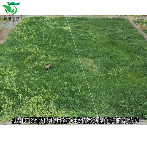 草坪除草剂国光格尔马尼拉高羊茅黑麦草除酢浆草阔叶草杂草烂根剂 - 图1
