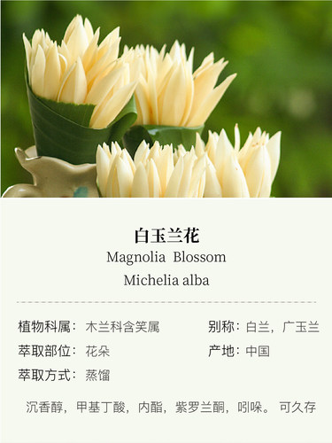 白玉兰花精油  花朵蒸馏 中国 - 图0