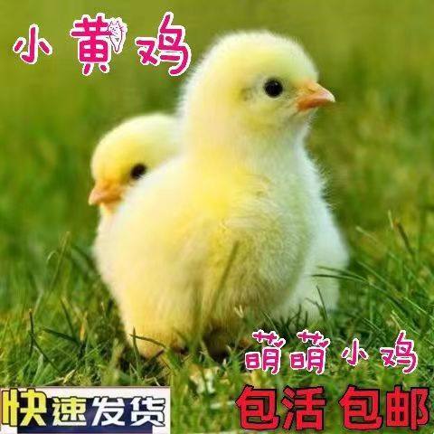 网红孵化器小黄鸡，儿童科教宠物小黄鸡受精蛋，学生可教可孵化蛋,淘宝优惠券,粉丝福利购,淘宝优惠卷