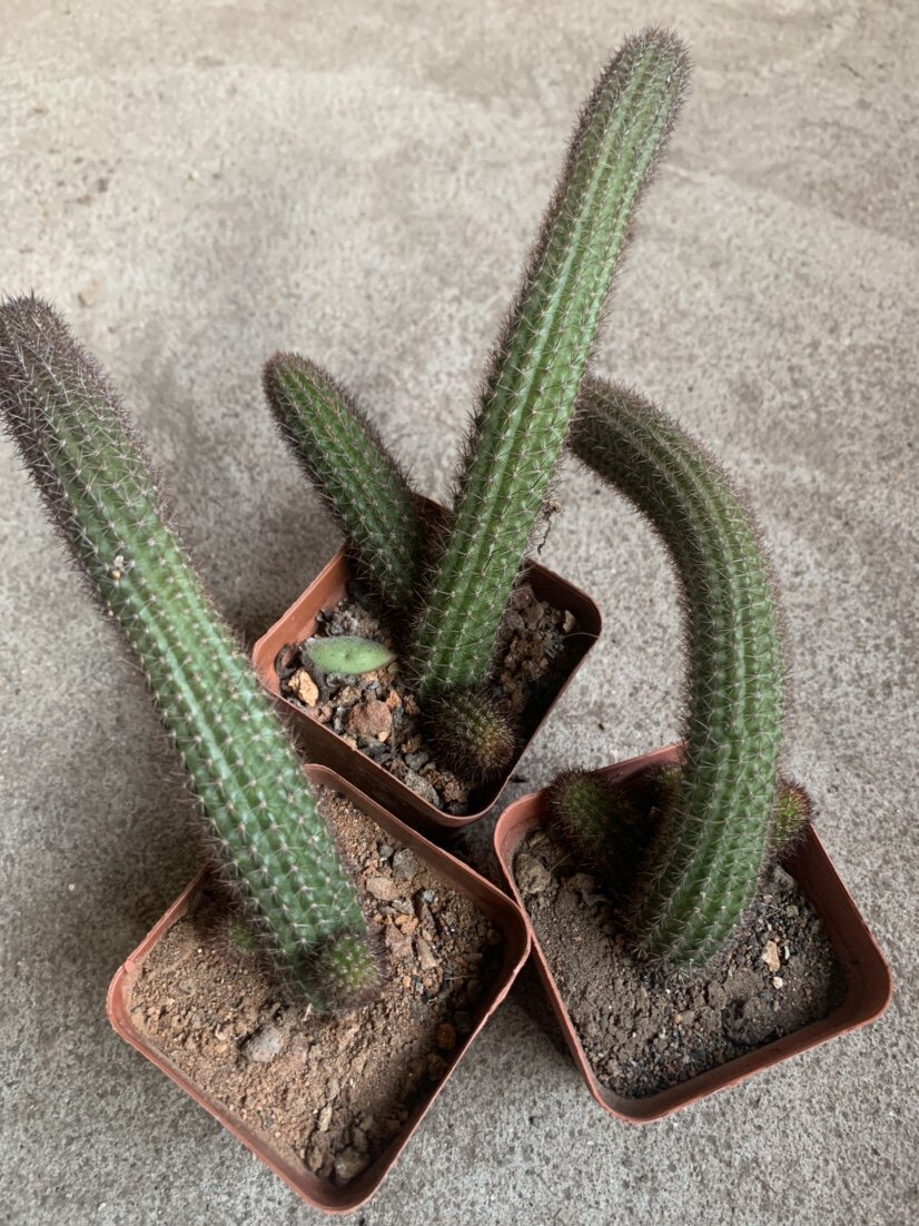 四海园艺 金纽黄金妞柱属开大花长条仙人球多肉植物