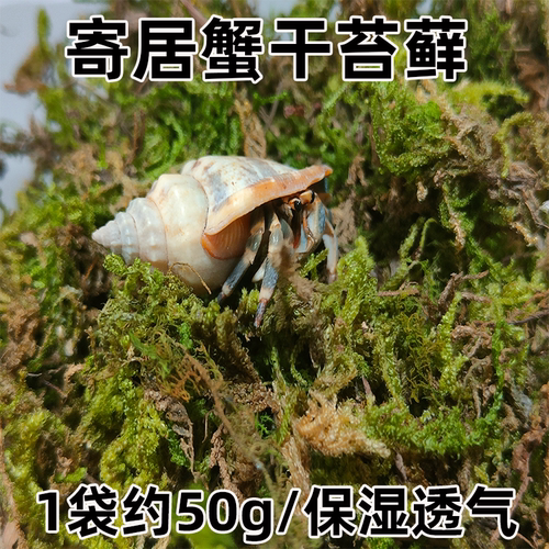 寄居蟹专用沙垫材白沙珊瑚沙菲律宾沙贝壳沙免洗砂寄居蟹专用椰土 - 图2