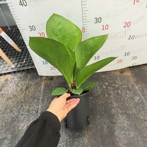 聚宝盆绿植物小盆栽办公室内桌面客厅花卉好养开业发财树四季常青 - 图3