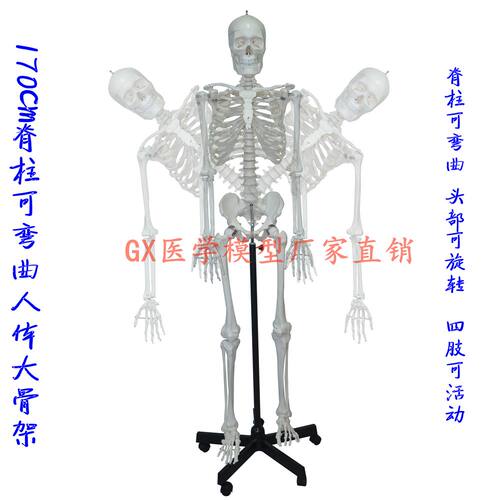 GX 1比1真人大小骨架模型 人体骨骼170cm175cm 医用推拿针灸 包邮 - 图2