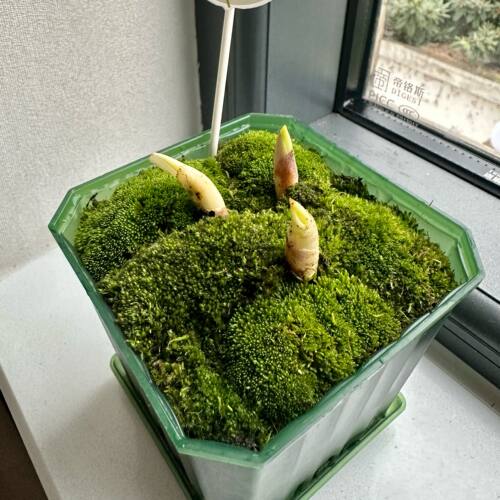 进口铃兰花苗带根网红植物新娘手捧花包对版开花浓香盆栽顺丰包邮 - 图2