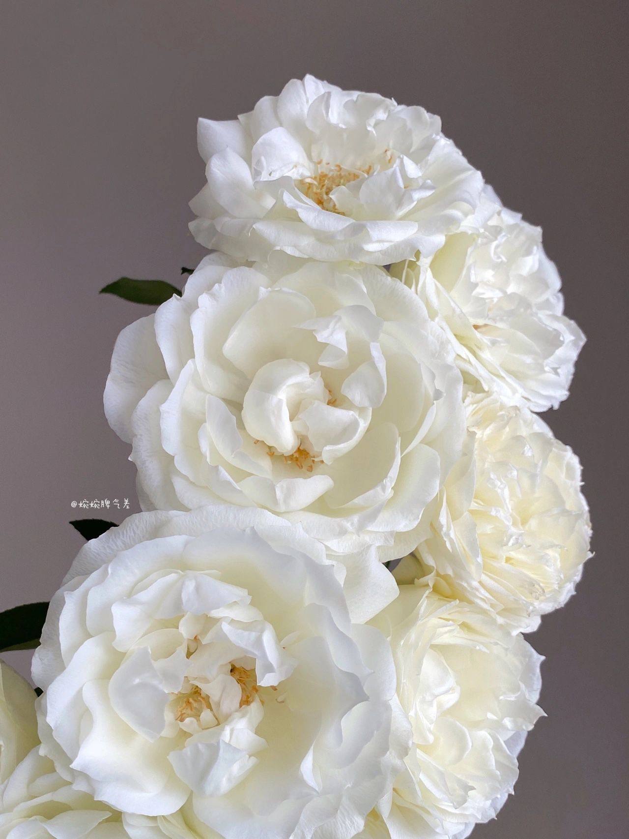 铃兰家 | 白勃艮第 日本超新品花园木本玫瑰花苗盆栽阳台月季,淘宝优惠券,粉丝福利购,淘宝优惠卷