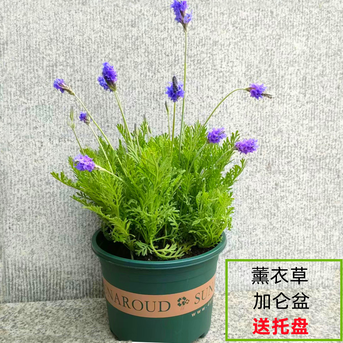 薰衣草盆栽花苗室内阳台绿植花卉开花勤羽叶薰衣草植物净化空气