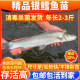 Live fish Chongqing fishery cod fry freshwater culture