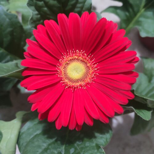 盆栽植物四季开花带花盆非洲菊扶郎花客厅带花苞阳台卧室易活包邮 - 图3