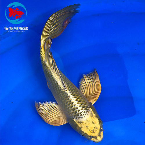 台湾熊猫鲤 古黄金龙蝶鲤龙凤锦鲤淡水冷水金鱼活体蝴蝶鲤长尾 - 图2