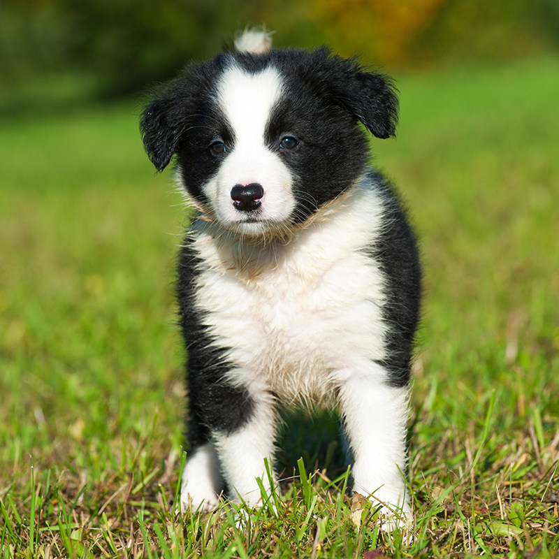边境牧羊犬幼犬 宠物狗活体边牧犬幼体 家养小狗 纯种 边牧幼犬