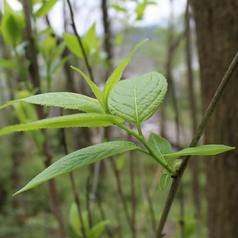 张家界杜仲茶嫩芽野生正品杜仲叶印象特级天然春芽男人养生非雄花-图3