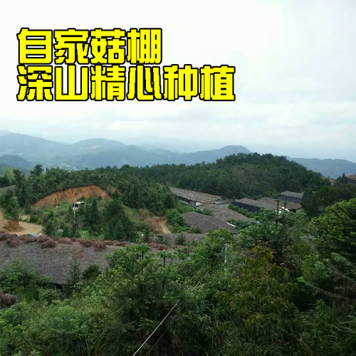 新鲜银耳古田湿白木耳糯6朵盒装活无硫非干货易出胶生雪耳带菌棒 - 图0