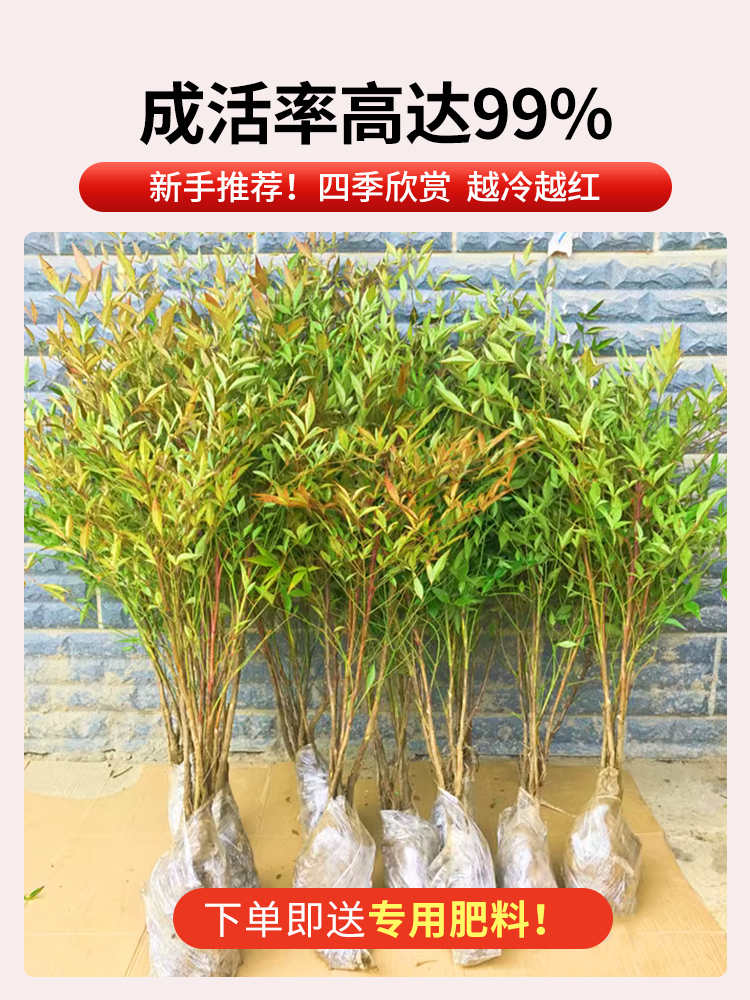 南天竹盆栽土培树苗真树水培绿植老桩客厅盆景造型水养带根火焰红