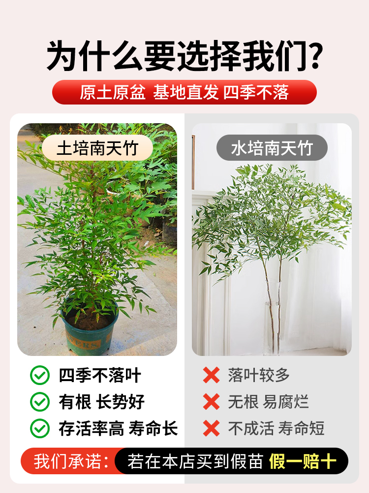 南天竹盆栽土培树苗真树水培绿植老桩客厅盆景造型水养带根火焰红