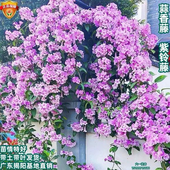 蒜香藤花苗爬藤植物带花苞紫藤盆栽室外庭院耐寒花卉绿植四季开花 - 图2