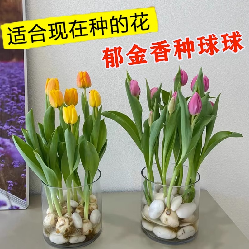 水培郁金香大种球水仙花种子花卉土培盆栽绿植物鲜花好养活风信子 - 图1