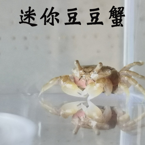 迷你豆豆蟹浅水蟹海水宠物观赏汽水蟹迷你红爪辣椒蟹小型桌面景观 - 图0