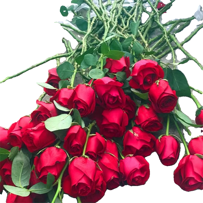 大红色玫瑰花苗盆栽老桩卡罗拉阳台庭院特大花浓香四季开花卉带花 - 图3