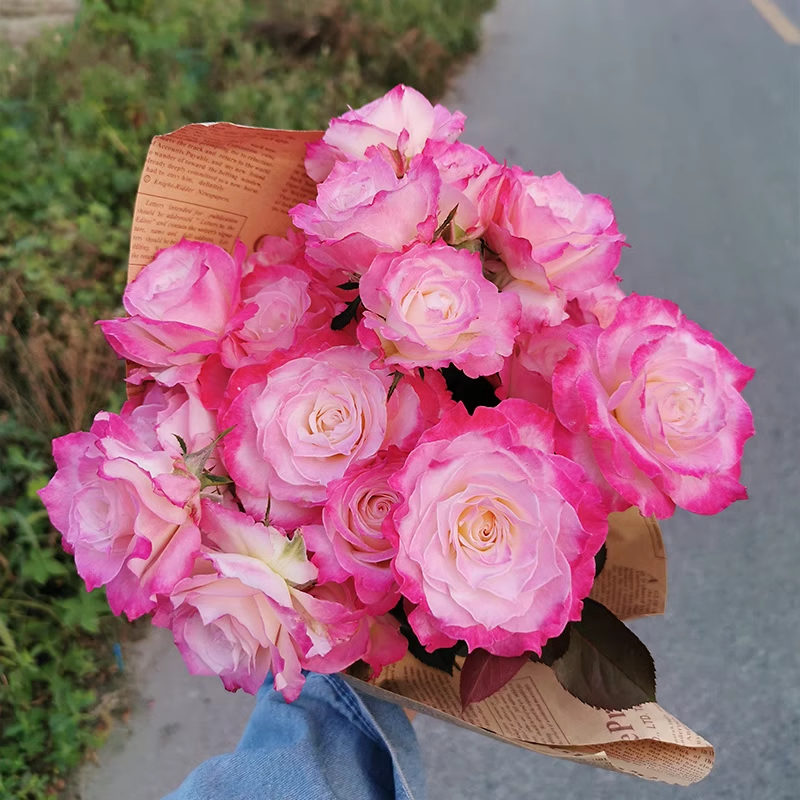 六翼天使月季花苗开花特大花浓香玫瑰花室内阳台四季盆栽花卉绿植-图1