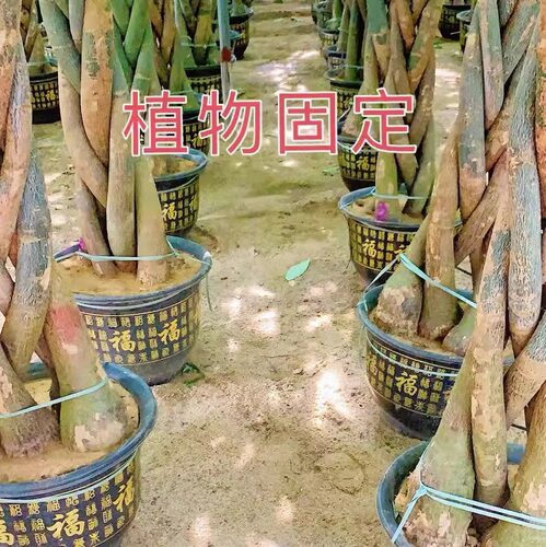 塑料绳捆绑扎带大棚农用瓜果树园林拉枝绳包装绳建筑搭竹架绳扎蔑 - 图1