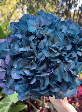 优质A级永生花婚庆装饰花渐变大叶绣球大叶绣球家居软装插花橱窗