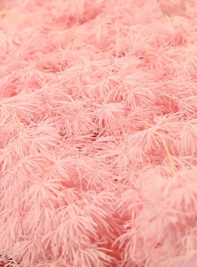 永生花干花diy圣诞树真花束花材蓬莱松软装北欧风花束家居材料