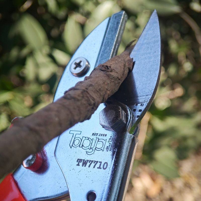 陶雅修枝剪园林铁砧剪强力果园园艺葡萄阳光玫瑰藤蔓剪冬剪不累手,淘宝优惠券,粉丝福利购,淘宝优惠卷