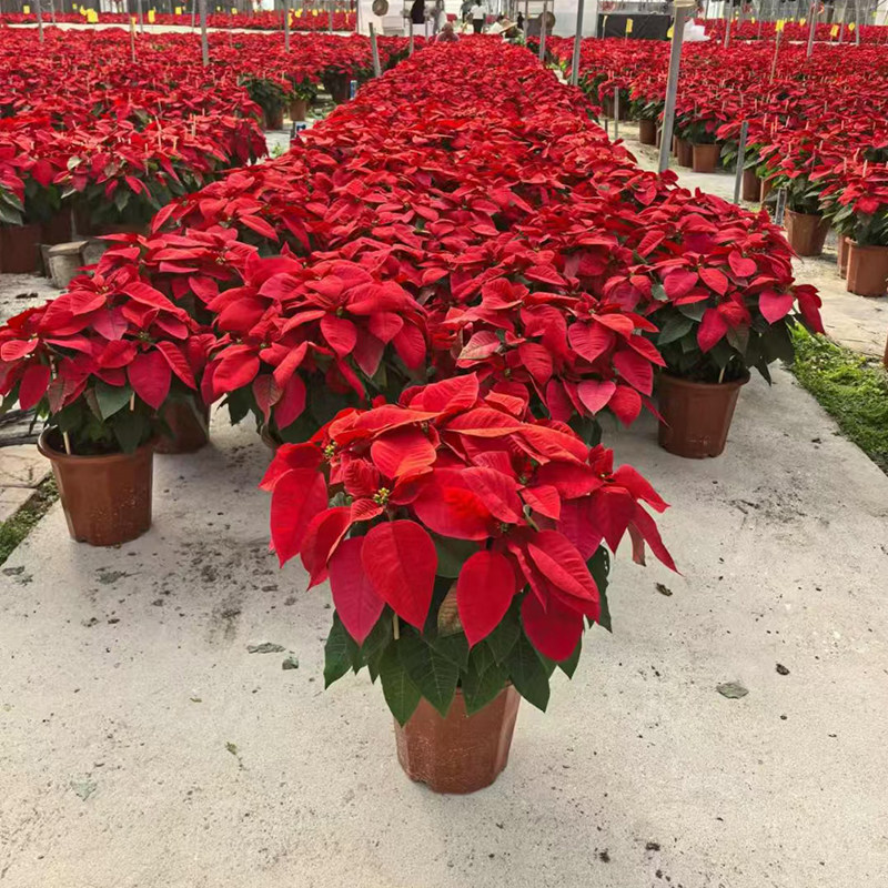 一品红盆栽鲜花圣诞花多年生长喜庆花卉年会庆祝植物客厅阳台室内,淘宝优惠券,粉丝福利购,淘宝优惠卷