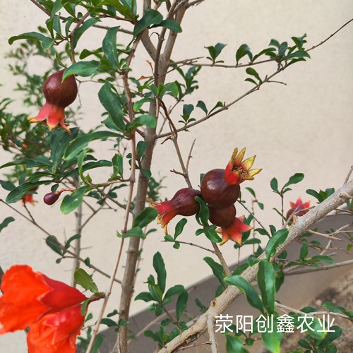慕乐软籽石榴树苗纯甜嫁接突尼斯特大果苗庭院果树盆地栽荥阳河阴 - 图0