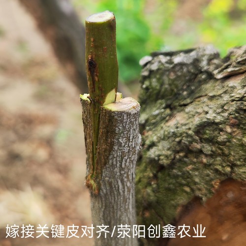 突尼斯慕乐软籽甜石榴嫁接枝条接穗扦插接穗码子荥阳河阴基地直发 - 图0