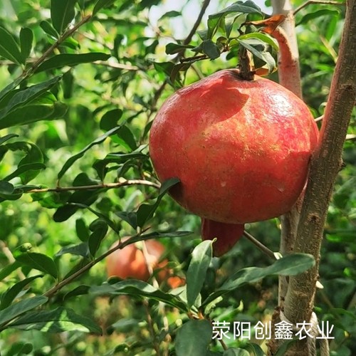 慕乐软籽石榴树苗纯甜嫁接突尼斯特大果苗庭院果树盆地栽荥阳河阴 - 图2