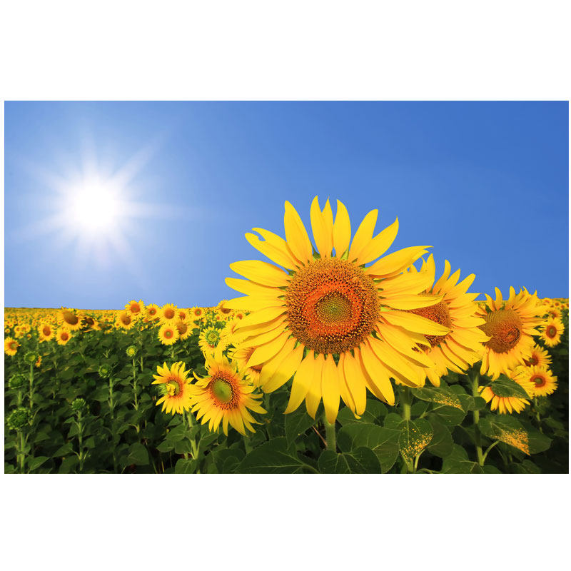 向日葵花装饰画挂画竖版自粘画墙贴贴纸壁画风景画太阳客厅背景