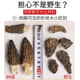 Zhongduo 50 г Юньнань, специальный сморчок, галантерея, флагманский магазин диких сморчков, ручка для стрижки первого урожая