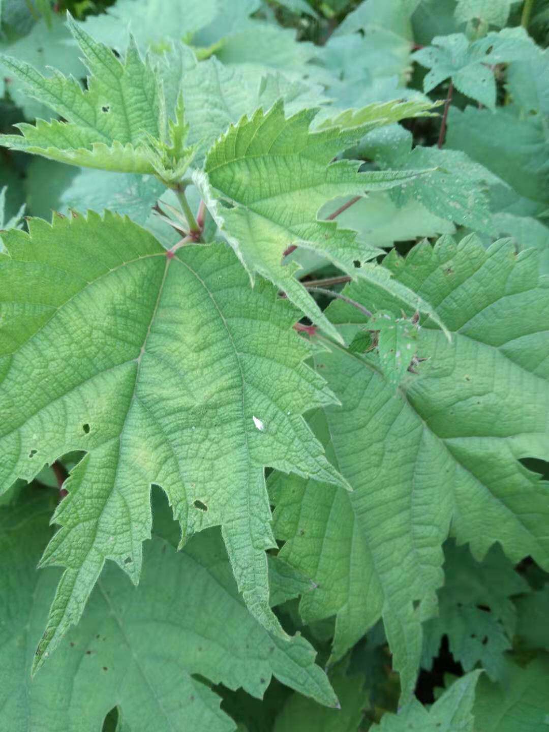 霍麻草和荨麻草,荨麻草,荨麻草别名_大山谷图库