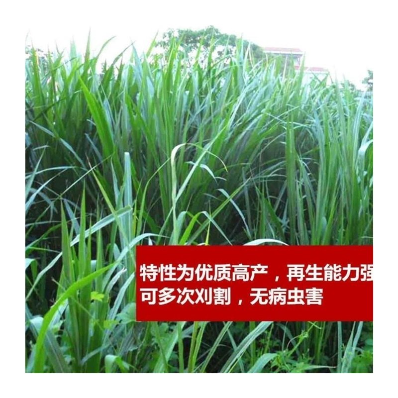 杂交狼尾草种子多年生牧草四季高产冬季耐寒喂牛羊鸡鸭鹅鱼牧草籽