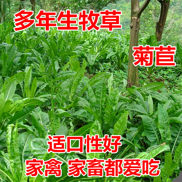 菊苣种籽大叶多年生兔子草种猪牛鱼鸡鸭鹅爱吃的养殖四季牧草种子
