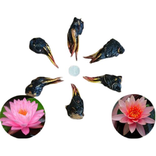 迷你小睡莲种根 水培水养盆栽池塘植物带芽发货水生荷花根块种根 - 图3