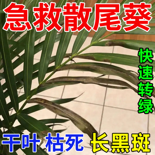 散尾葵叶子发黄烂根干尖黑斑病专用药杀菌剂肥料散尾葵专用营养液 - 图0