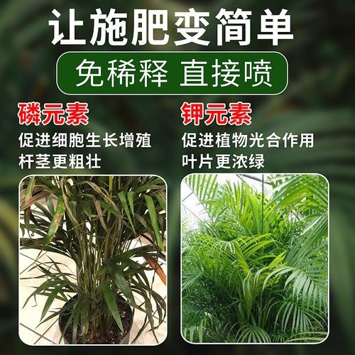 散尾葵叶子发黄烂根干尖黑斑病专用药杀菌剂肥料散尾葵专用营养液 - 图3