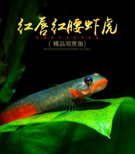 蓝肚韧红唇红腰蓝面侠黄金枝桠褐吻熊猫红溪吻白颊虾虎冷水原生鱼 - 图0