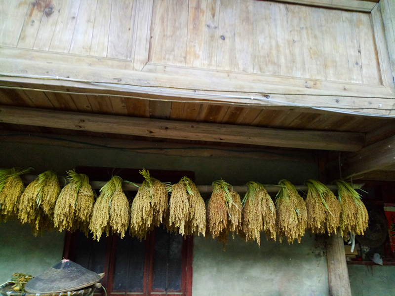 贵州农家干稻穗香禾糯米真稻子食用稻谷舞蹈表演摄影道具装饰稻草 - 图1