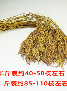 贵州香禾糯米稻穗摄影道具