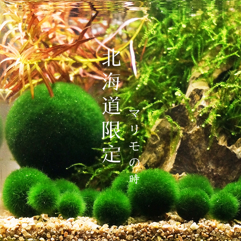 海藻球MARIMO「球藻君」生态瓶微景观迷你绿植物送旅行装日本正品-图0