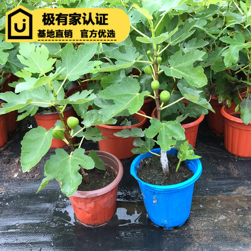 菓玩叔无花果盆栽果树青皮华丽波姬红芭老奈BNR果树苗青花哈代 - 图1