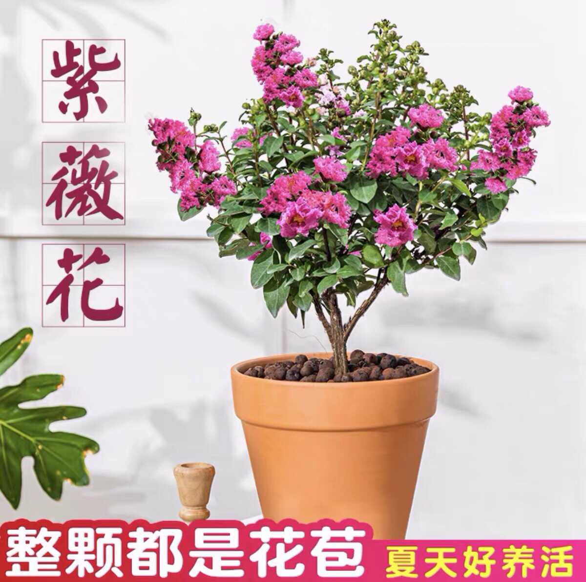 百日紅 新人首單立減十元 22年10月 淘寶海外