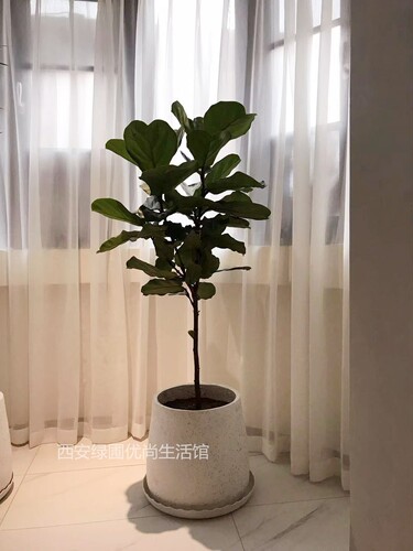 琴叶榕美观大型落地盆栽绿植室内北欧商场盆景客厅网红树西安同城 - 图0