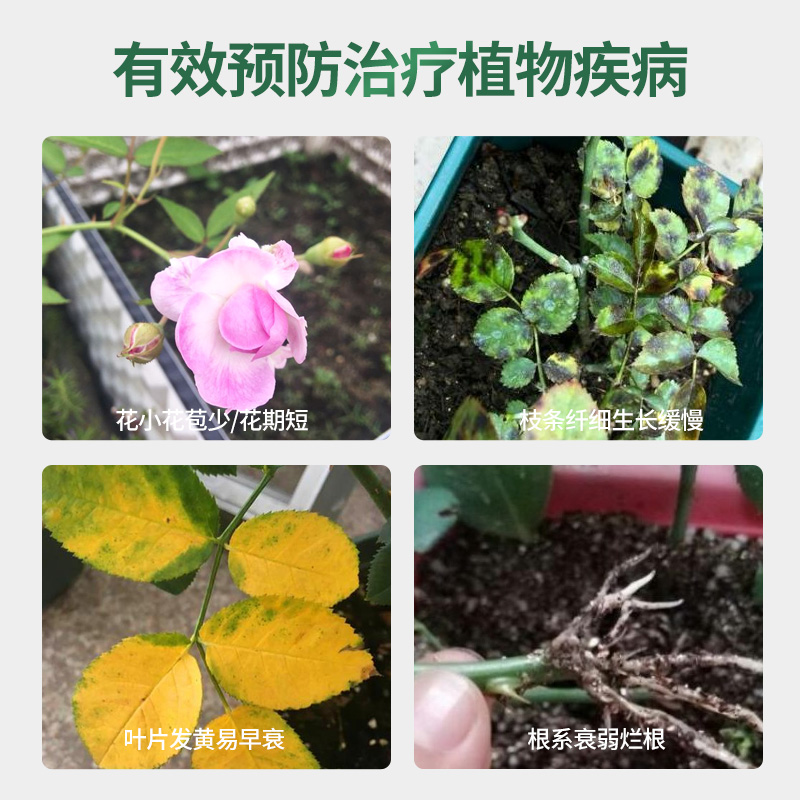 月季专用营养液浓缩液体花肥料盆栽玫瑰蔷薇花卉植物通用型水溶肥 - 图2