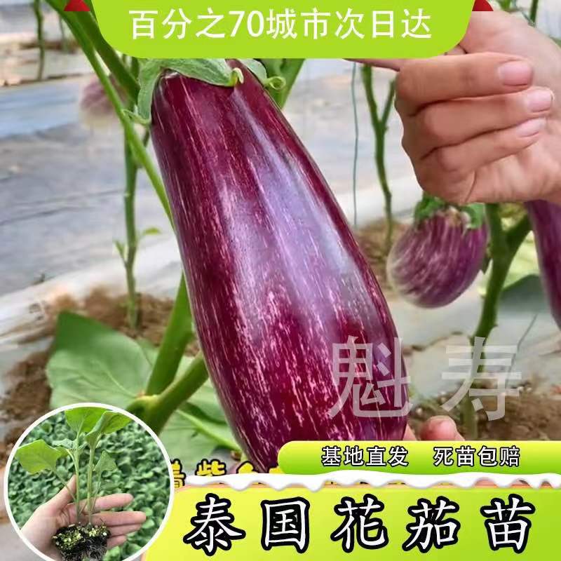 五彩茄子种苗花皮茄子种子花长茄种子春秋季阳台盆栽四季蔬菜种子 - 图2