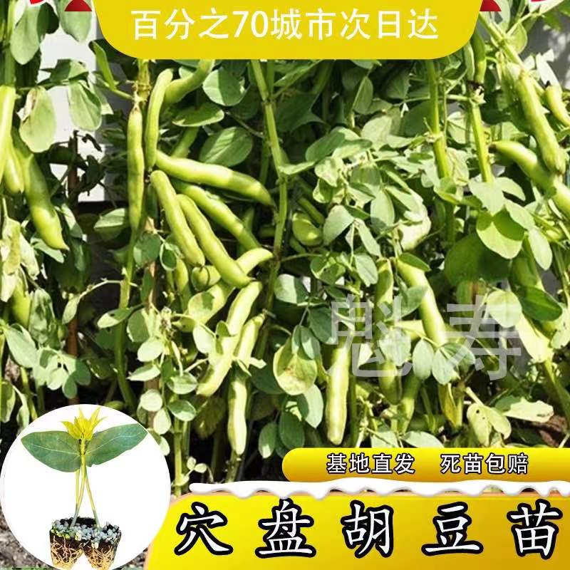 特大高产蚕豆种苗新品种早熟七星蚕豆本地罗汉豆菜种大全蔬菜种子 - 图1