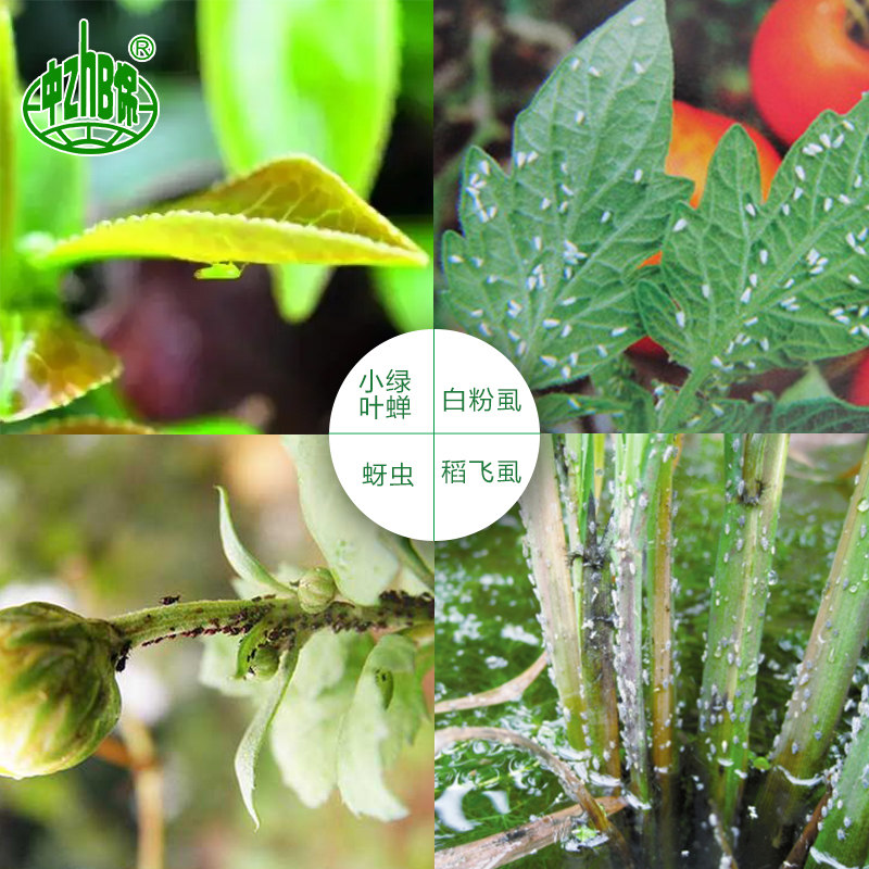 艾美乐 德国拜耳70%吡虫啉 花卉蔬菜番茄飞虱蚜虫腻虫农药杀虫剂